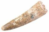 Fossil Spinosaurus Tooth - Real Dinosaur Tooth #360179-1